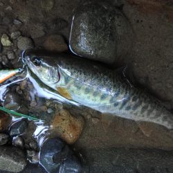 １匹目が川サバ ～長良川水系～